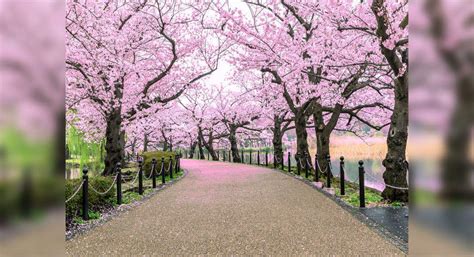 Shillong turns all shades of pink with cherry blossoms in full bloom ...