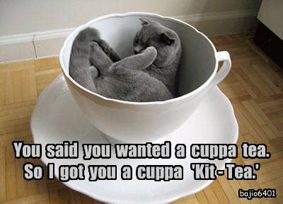 And It's a Q-Tea - Lolcats - lol | cat memes | funny cats | funny cat pictures with words on ...