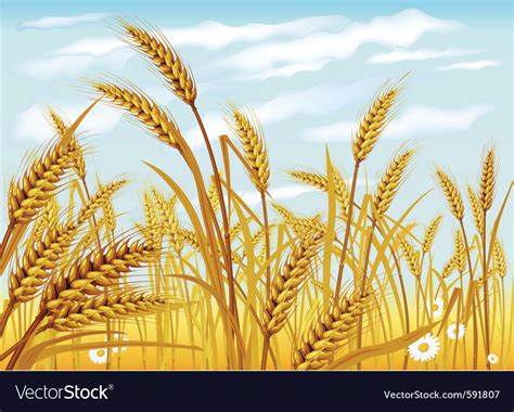 Wheat in the field Royalty Free Vector Image - VectorStock