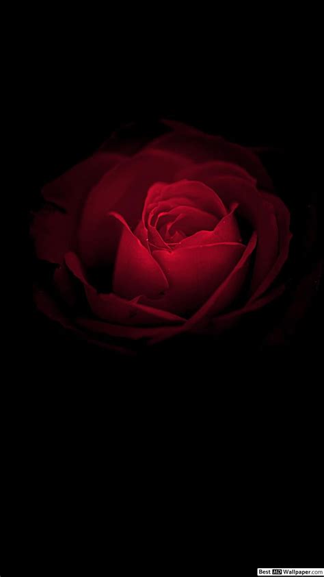 Details 100 high quality red rose with black background hd wallpaper - Abzlocal.mx