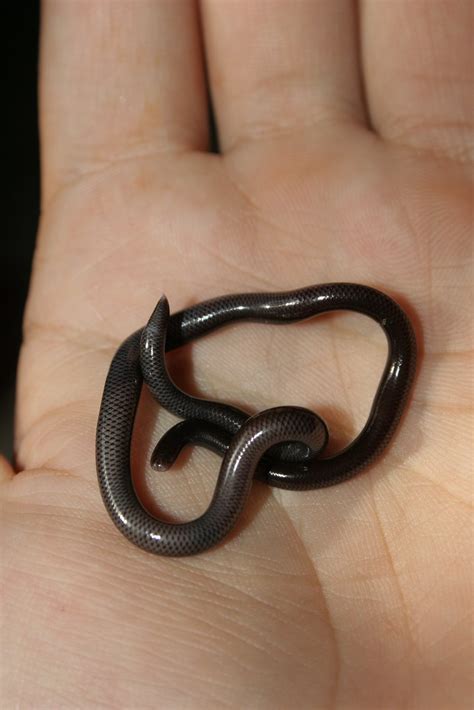 Baby Black Rat Snake | Baby Black Rat Snake, Carrizos, Mexic… | Flickr