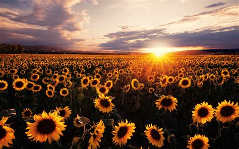 2880x1800 Sunflowers Field Sunrise 5k Macbook Pro Retina ,HD 4k ...