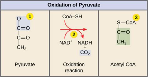 8.13: Pyruvate Oxidation - Biology LibreTexts