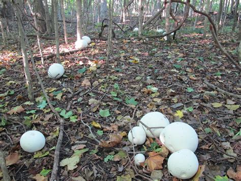 How to identify and prepare the Giant Puffball Mushroom