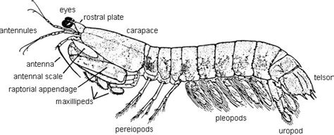 External Anatomy and Explanatory Notes | Mantis shrimp, Ocean animals, Anatomy