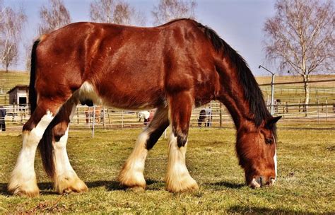 7 Biggest Horses and Horse Breeds in the World - Horsey Hooves