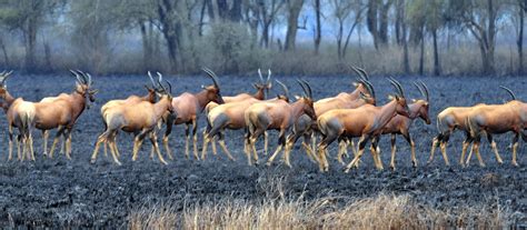 Omo National Park - Enhanced Management and Enforcement of Ethiopia's Protected Area Estate