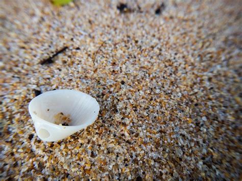 Clam Beach Shell - Free photo on Pixabay - Pixabay