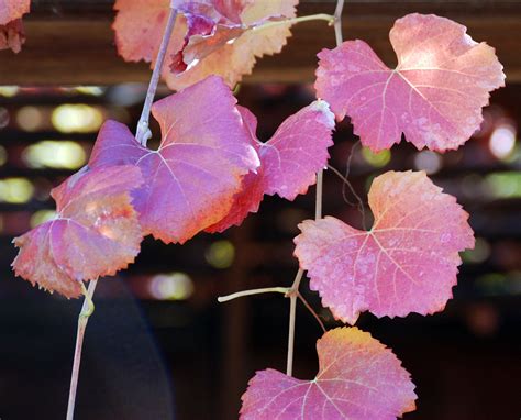 Vitis × californica × vinifera ' Rogers Red' | Landscape Plants | Oregon State University