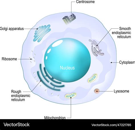 Cell organelles structure and anatomy of a animal Vector Image