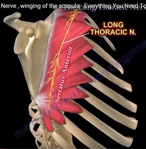 The Long Thoracic Nerve — OrthopaedicPrinciples.com