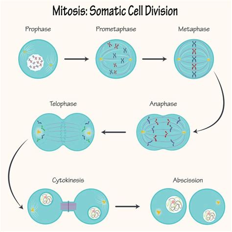 mitosis división de células somáticas | Célula somática, Mitosis, Célula vegetal