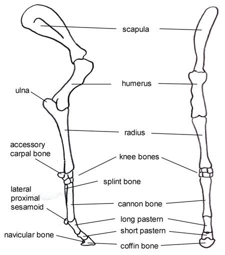 Basic Horse Anatomy for Equine Owners