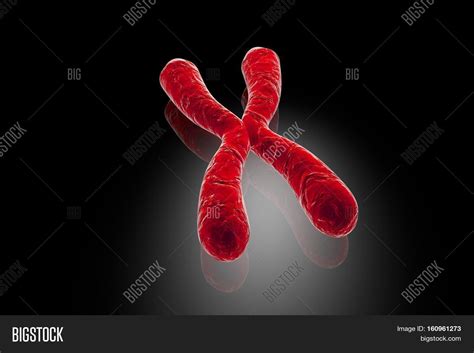 Human X Chromosome, 3D Image & Photo (Free Trial) | Bigstock