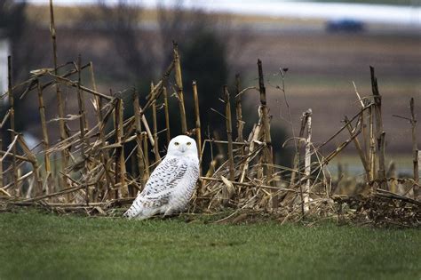 Snowy Owl | Gordon W. Dimmig Photography