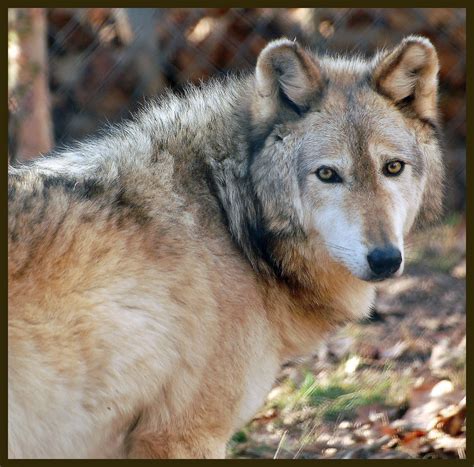 VI-WILDS - Vancouver Island Wolf - Vancouver Island Wildlife