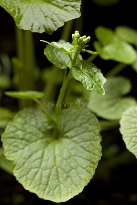 Flowering wasabi plant stock photo. Image of edible, horseradish - 38894240