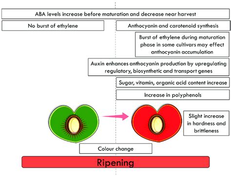 Final stages of fruit ripening in the cultivated cherry. | Download Scientific Diagram