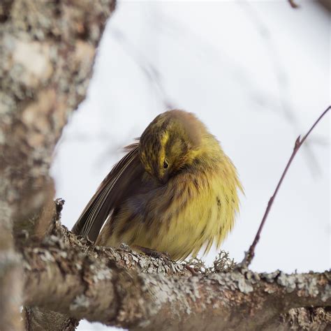 Yellowhammer | BirdForum