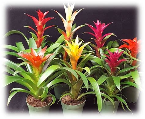 4″ Assorted Guzmania Bromeliad – Jungle Of Niles