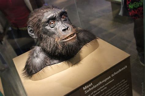 Sahelanthropus tchadensis | Flickr - Photo Sharing!