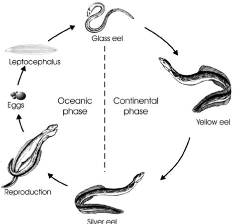 The life cycle of the European eel with indication of major life stages ...