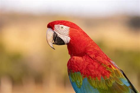 Premium Photo | Adult red and green macaw of the species ara chloropterus