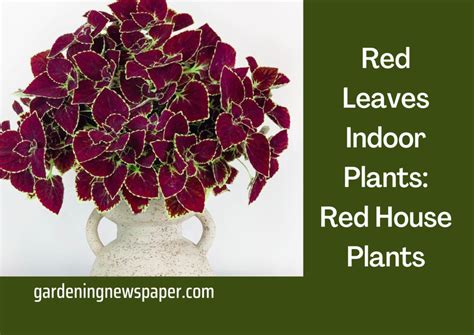 Red Leaves Indoor Plants - Red House Plants - Gardening News Paper