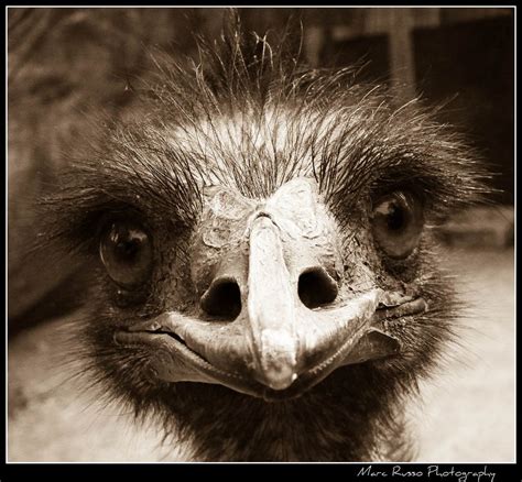 Pin by Marc Russo on Marc Russo Photography | Emu, Bird feathers, Animals