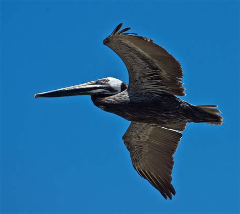 Flickriver: Photoset 'Birds of Puerto Vallarta' by Kurayba