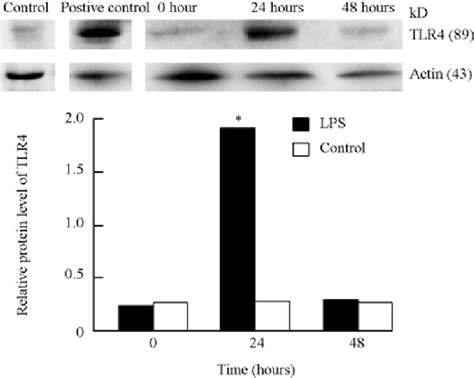 Western blotting shows that TLR4 expression in HPECs increased 24 hours... | Download Scientific ...