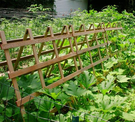 Always looking for trellis ideas. | Squash trellis, Garden structures, Garden supports