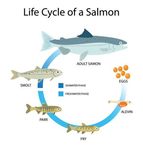 Atlantic salmon (Salmo salar) | Inland Fisheries Ireland