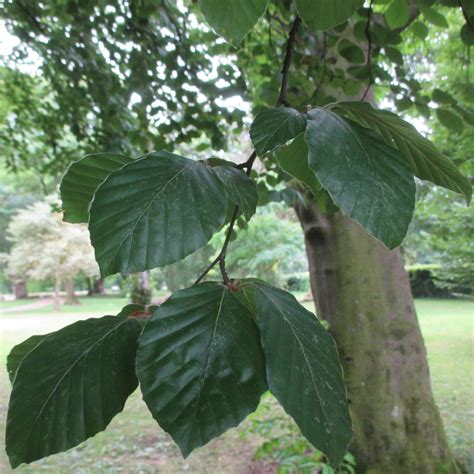 Fagus sylvatica in Bute Park