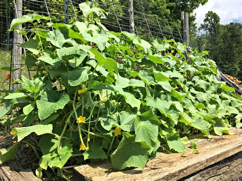 How to Grow LOTS of Cucumbers – Farm Fresh For Life – Real Food for ...