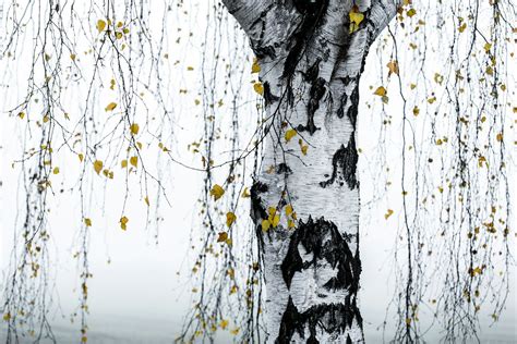 Birch Tree 1 Wallpaper - Happywall