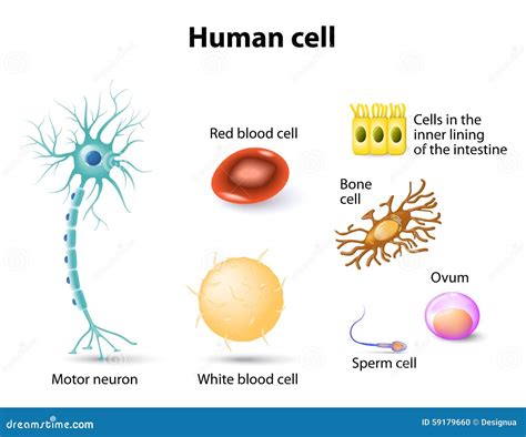 Human cells stock vector. Illustration of motor, neuron - 59179660