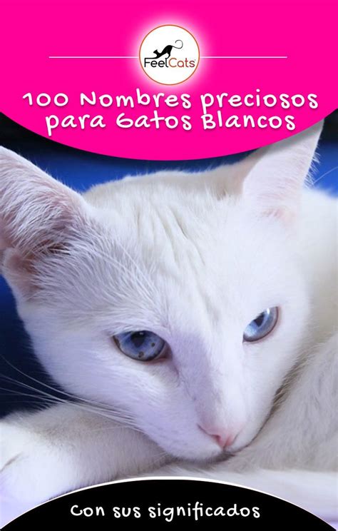 Los nombres más bonitos para gatos blancos, con su significado Pets ...