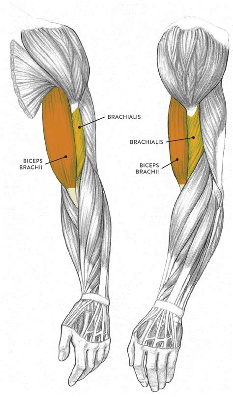 Acquire Anatomy Muscles Arm Free Images - Www