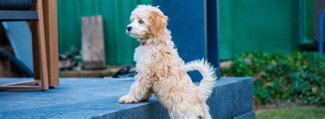 Cockapoo Breed Guide | Temperament, Training, Health Issues