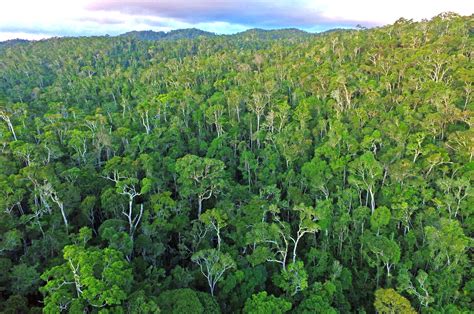 Rainforest4Climate Aqua-Firma rainforest conservation carbon offset projects with Rainforest ...