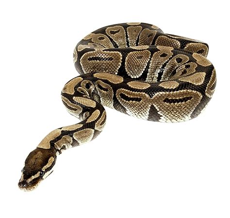 Collection of Python Snake PNG. | PlusPNG