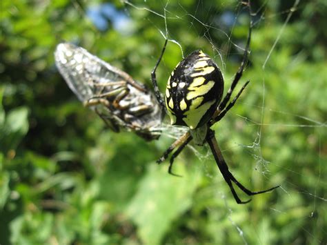 Tangled Web: Black and Yellow Argiope (Argiope aurantia)