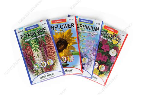 Flower seeds - Stock Image - C027/3265 - Science Photo Library