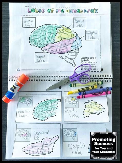 Human Brain Body Systems 5th Grade Science Interactive Notebook Middle ...