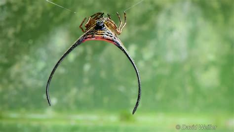 The Magnificent Long-Horned Orb Weaver Spider With Long, Curved Spines On Their Abdomens ...