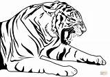 Tiger coloring Page  Free Printable Coloring Pages sketch template