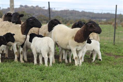 Lot 547 - 10 Ewes & 13 Lambs | AuctionsPlus