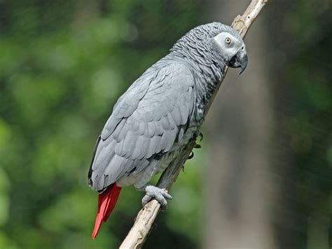 Grey parrot | The Life of Animals