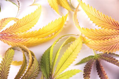 Yellowing Leaves? - Cannabis Business Times